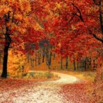 Fall Foliage Tour New York