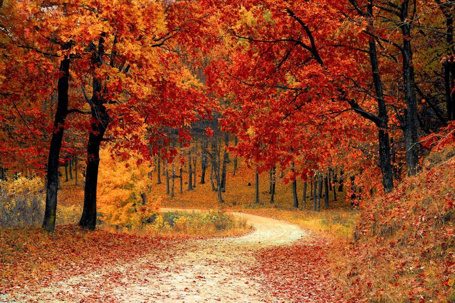 Fall Foliage Tour New York